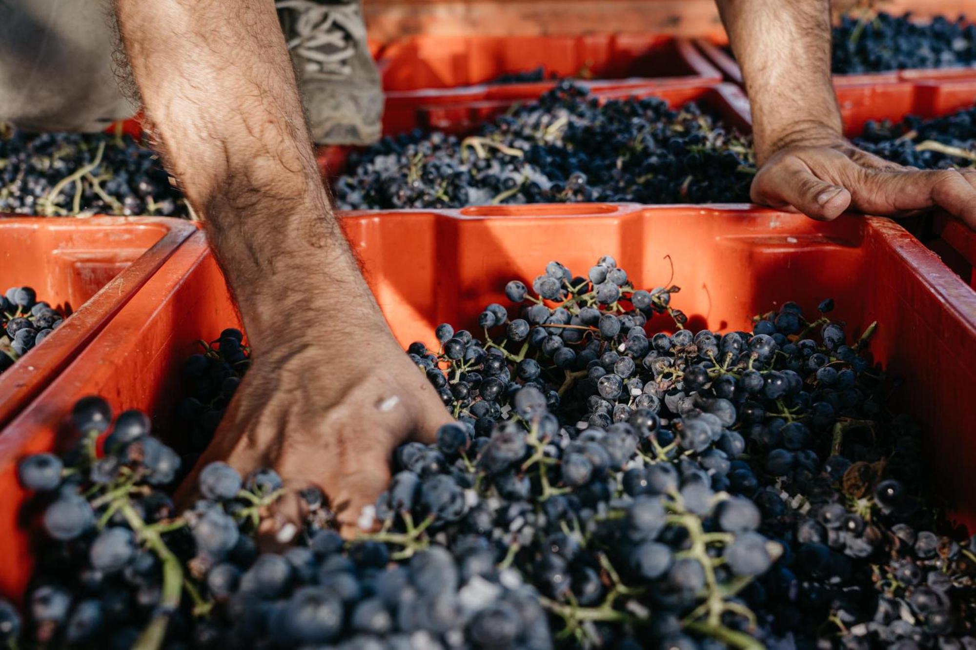 Il Querciolo - Azienda Biologica, Agriturismo E Cantina Marciano della Chiana المظهر الخارجي الصورة