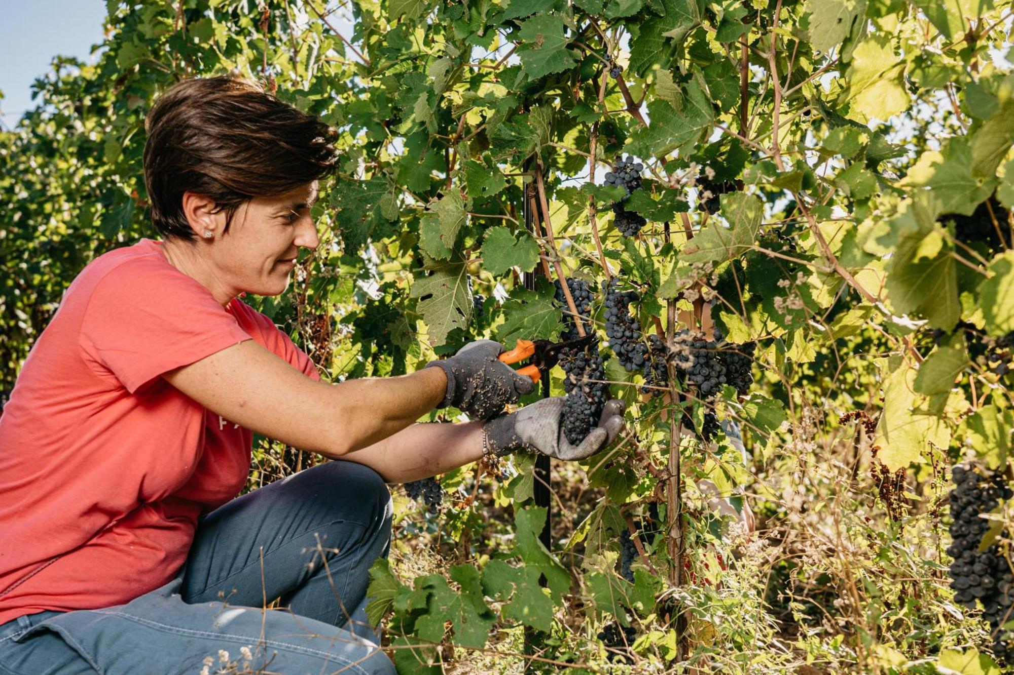 Il Querciolo - Azienda Biologica, Agriturismo E Cantina Marciano della Chiana المظهر الخارجي الصورة