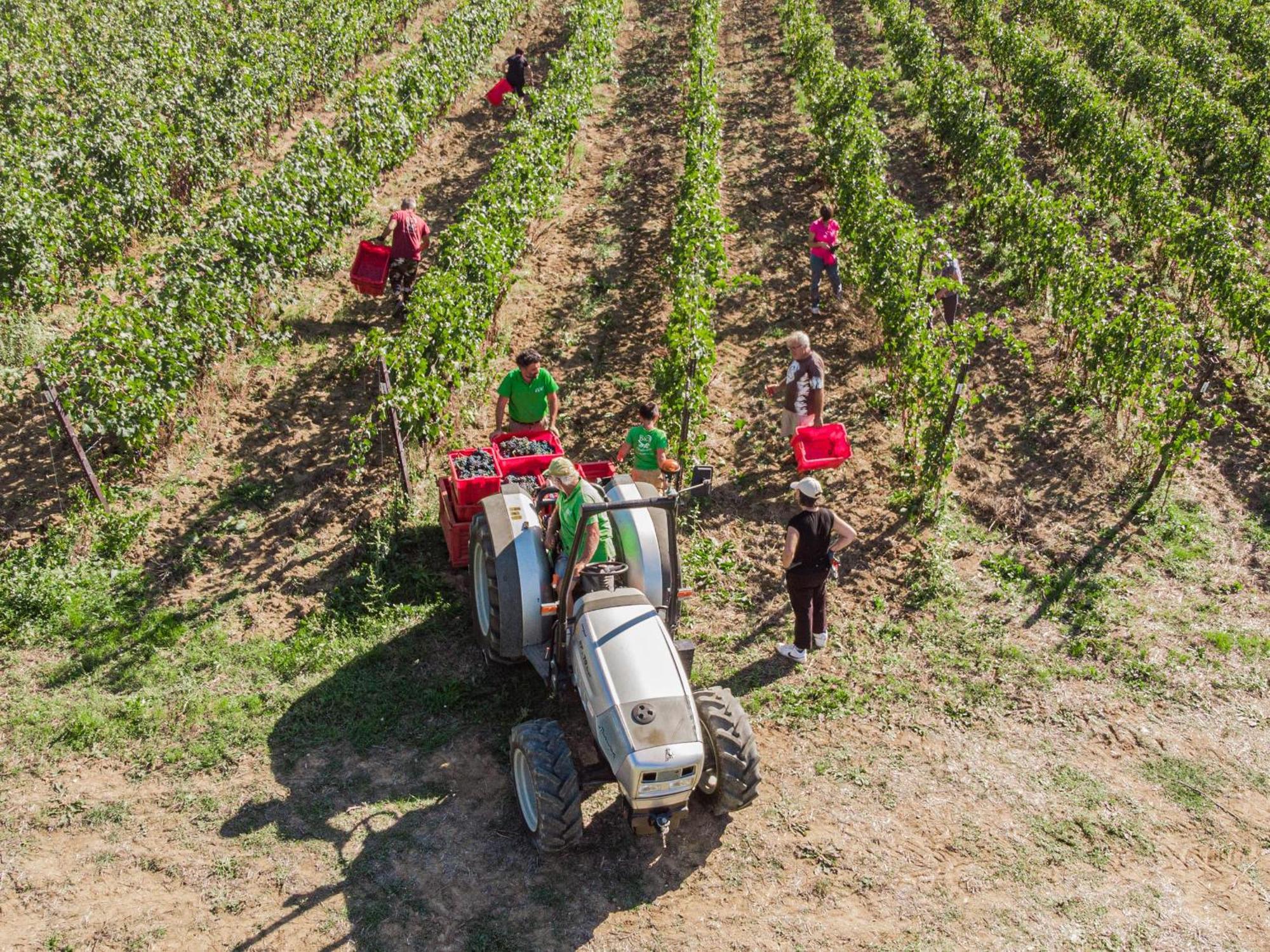Il Querciolo - Azienda Biologica, Agriturismo E Cantina Marciano della Chiana المظهر الخارجي الصورة