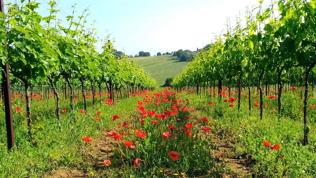 Il Querciolo - Azienda Biologica, Agriturismo E Cantina Marciano della Chiana المظهر الخارجي الصورة