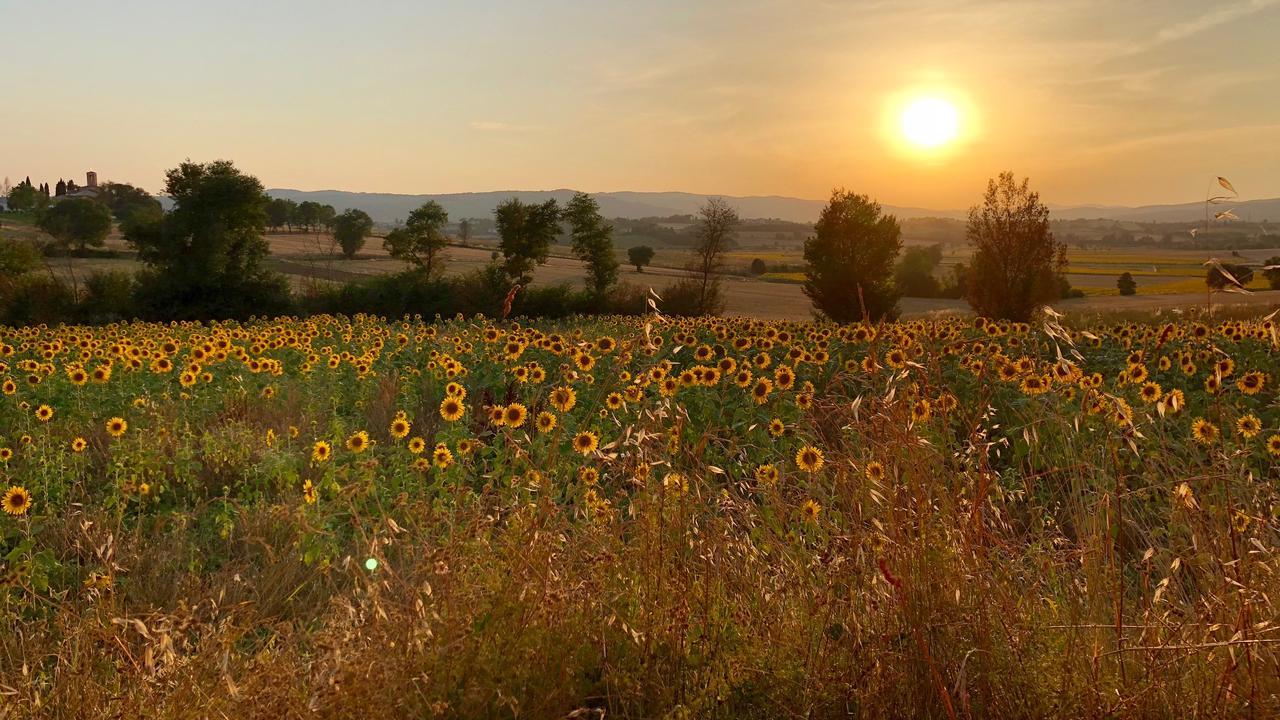 Il Querciolo - Azienda Biologica, Agriturismo E Cantina Marciano della Chiana المظهر الخارجي الصورة
